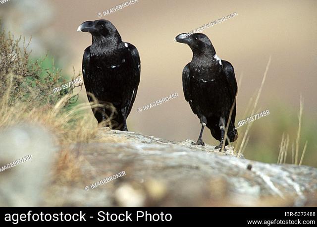 White-necked Raven (Corvus albicollis), Giants Castle national park, South Africa, Africa