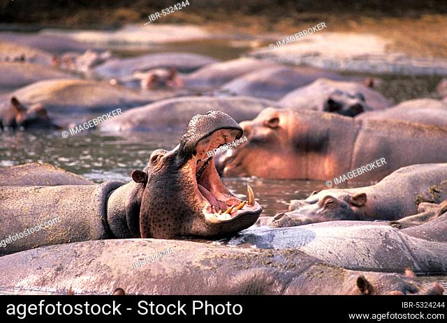 Hippopotamus (hippopotamus amphibius), Adult Yawning, Virunga Park in Congo