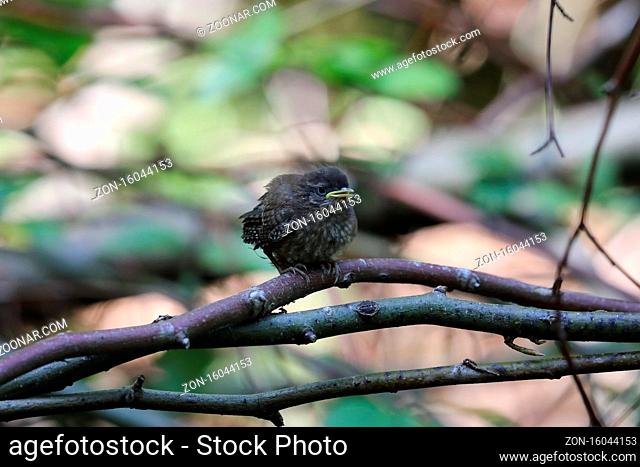 Eurasian wren (Troglodytes troglodytes) chick waiting for food Germany