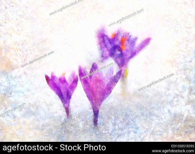 crocuses, purple spring flowers. Computer painting effect