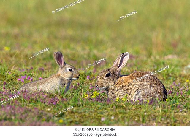 European Rabbit (Oryctolagus cuniculus). Adult with young on grass. Sweden