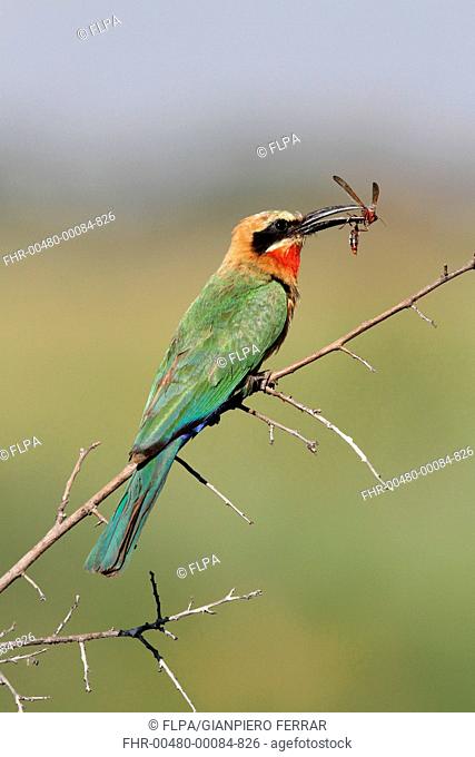 White-fronted Bee-eater Merops bullockoides adult, with ichneumon wasp in beak, perched on twig, Okavango Delta, Botswana