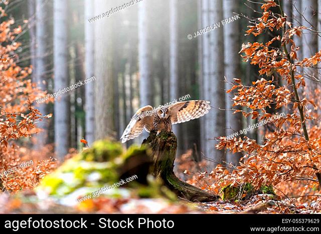 Long-eared Owl is landing on a tree stump in the forest