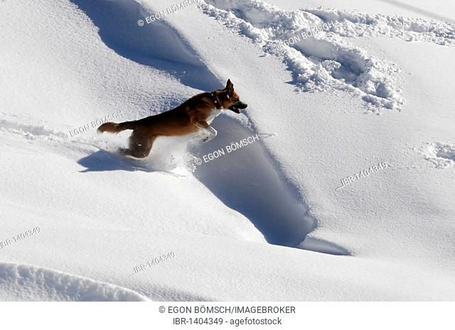 Dog jumping after snowballs at the summit station, Mt Nebelhorn, 2224m, Oberstdorf, Allgaeu, Bavaria, Germany, Europe