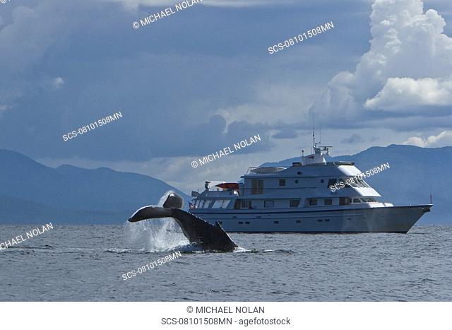 Adult humpback whale Megaptera novaeangliae tail throw beside the charter yacht Safari Spirit in Chatham Strait, Southeast Alaska