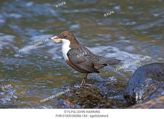 White-throated Dipper Cinclus cinclus adult collecting nest material, leaf for nest lining, England, march