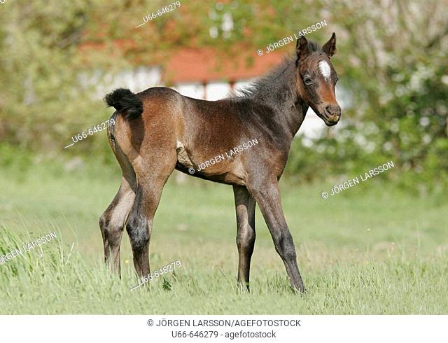 Swedish Warmblood horse foal