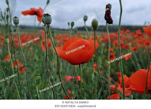 Red poppies in a field with poppy seeds to rot and unblown