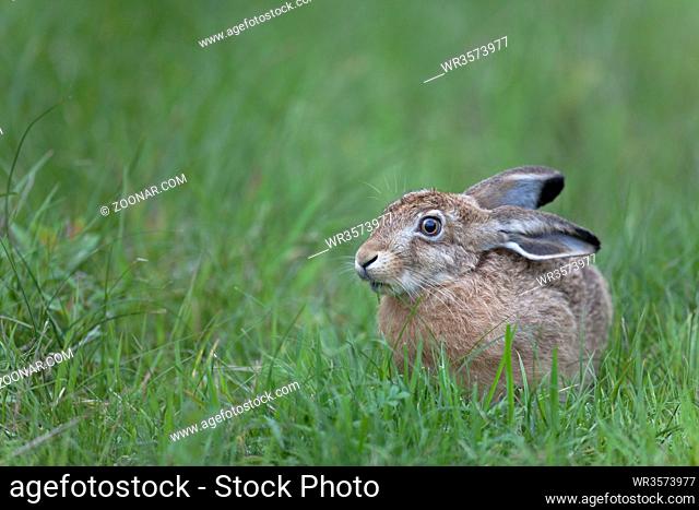 Feldhase wurde von der Schutzgemeinschaft Deutsches Wild im Jahr 2015 zum TIER DES JAHRES erklaert / European Hare was first described by German zoologist Peter...
