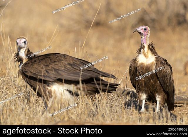 Hooded Vulture (Necrosyrtes monachus), adult and juvenile standing on the ground, Mpumalanga, South Africa