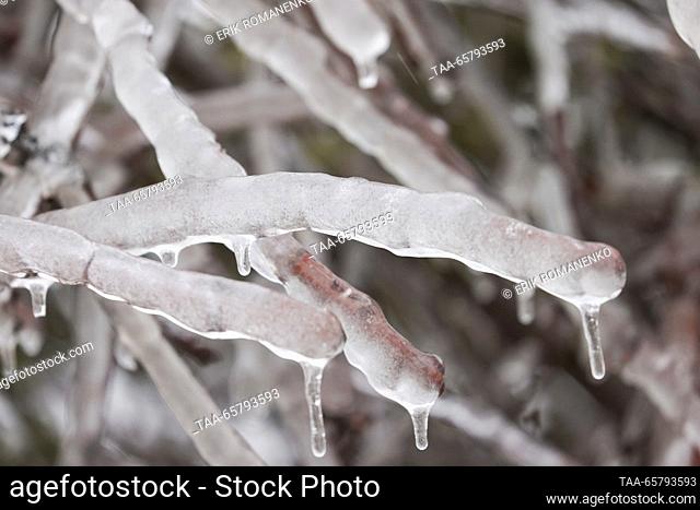 RUSSIA, ROSTOV REGION - DECEMBER 15, 2023: Ice-covered tree branches are pictured after freezing rain in the village of Krasny Krym