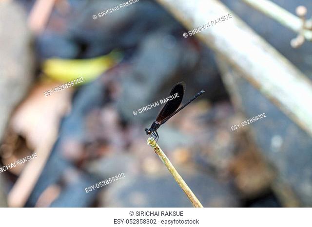 beautiful black dragonfly resting on a branch in forest