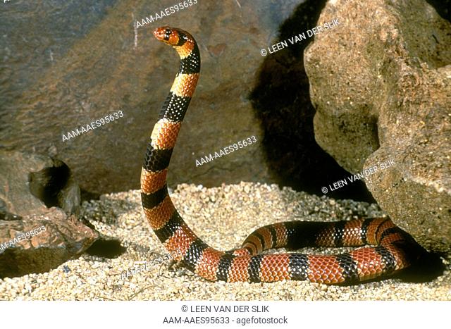 Coral Snake in Defense Form (Aspidelaps lubricus) captive - Pretoria RSA