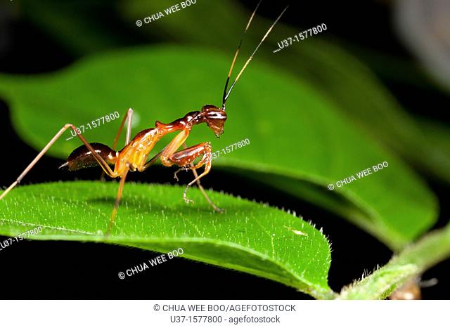 Ant mimic mantis found at Kampung Skudup, Sarawak, Borneo