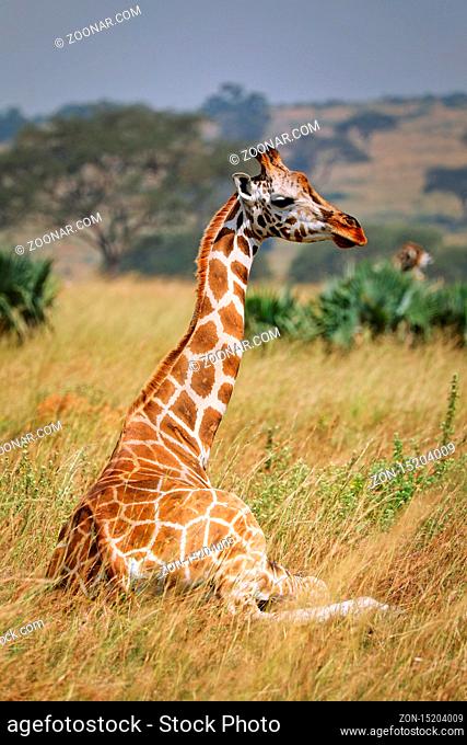 Sitzende Rothschild-Giraffe im Murchison Falls Nationalpark Uganda (Giraffa camelopardalis rothschildi) | sitting Ugandan giraffe