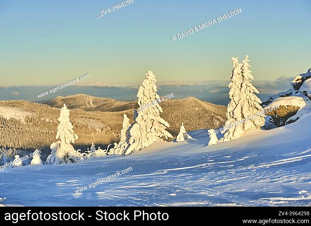 Frozen norway spruce or European spruce (Picea abies) tree at sunrise on mount Arber, Bavarian Forest, Bavaria, Germany, Europe
