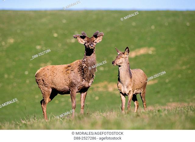 France, Haute Saone, Private park, Red Deer Cervus elaphus, deer in velvet,