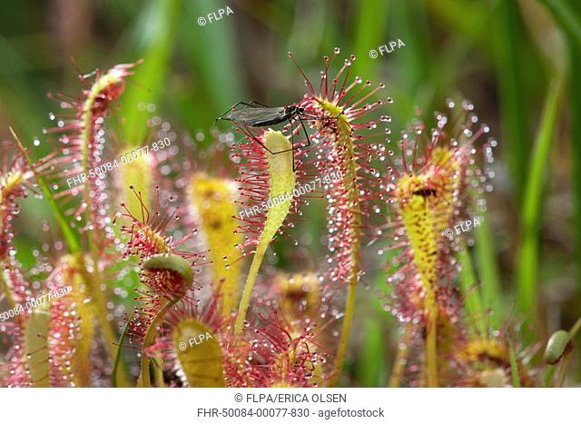 Great Sundew Drosera anglica glandular hairs on leaves, with fly caught in sticky mucilage, Norfolk, England, june