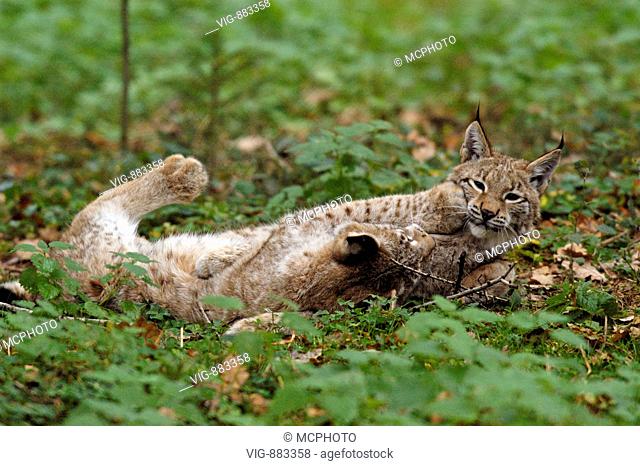 Europõischer Luchs ( Felis lynx) European Lynx + Bayern, GERMANY, Germany - Poing, GERMANY / Germany, 31/10/2005