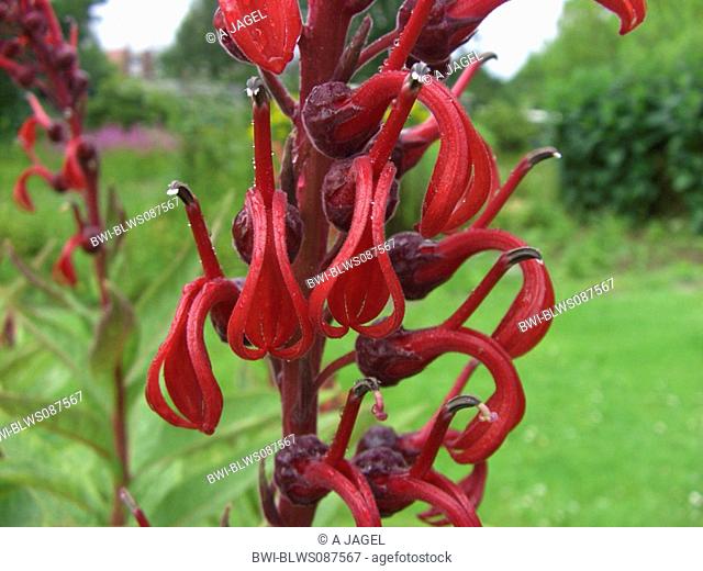 Cardinal flower, Devil's Tobacco, Tobaco del Diabolo Lobelia tupa, flowers