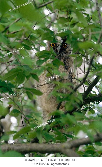 Long-eared Owl (Asio otus), chick out of nest hidden in elm foliage