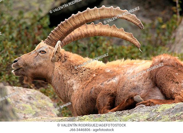 Male ibex (Capra ibex) in the national park Gran Paradiso. Italy