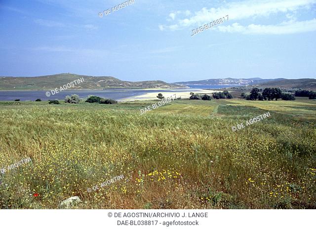 Meadow with wildflowers and trees in the background near the coast, Lemnos island, Greece