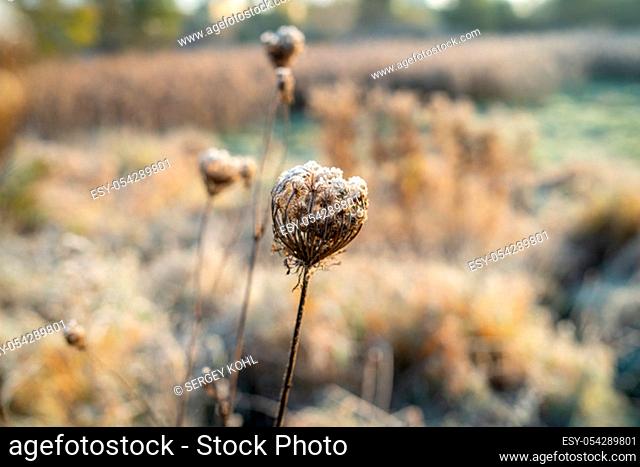 Dry stems of Daucus carota covered with hoarfrost. The first frost