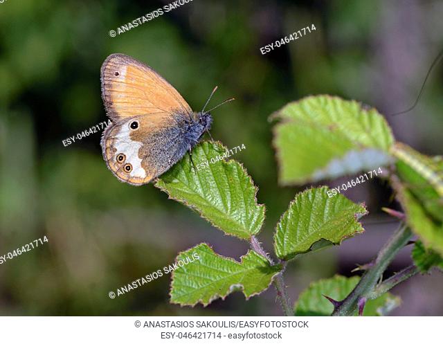 Pearly Heath (Coenonympha arcania), Greece