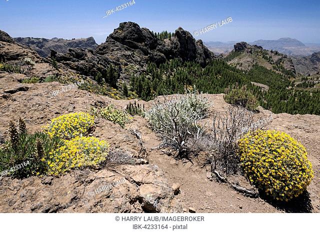 View from the hiking route to Roque Nublo Mountain to the west of Gran Canaria, blooming vegetation, Canary Islands, Spain