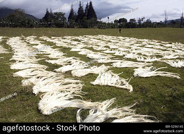 Drying of Sisal (Agave sisalana) fibres, production of Sisal fibre, Casarpamba, province Imbabura, Ecuador, South America