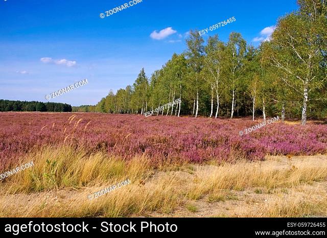 blühende Heidelandschaft im Spätsommer - Heath landscape with flowering Heather, Calluna vulgaris