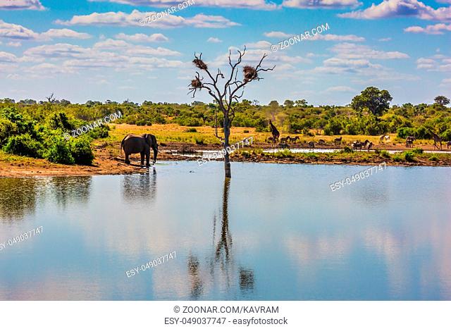 Small lake, to which the animals go to drink. Elephant, herd of zebras and a few giraffes. In the water, resting hippos. Animals in South Africa