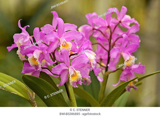 Cattleya orchid (Cattleya harrisoniae), flowers