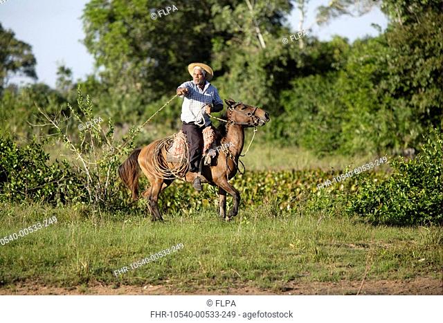 Pantanal cowboy, riding Pantaneiro horse in wetland, Pantanal, Mato Grosso do sul, Brazil