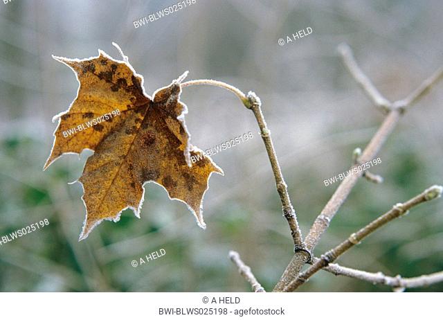 Norway maple Acer platanoides, autumn impression, maple leaef with hoar frost, Germany, Baden-Wuerttemberg, Odenwald