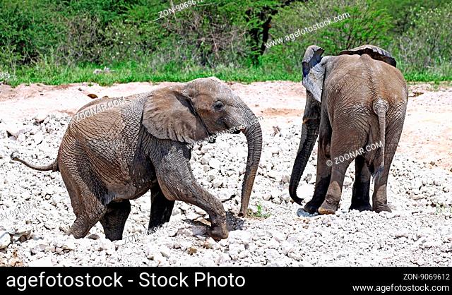 Elefantenduo, Etosha, Namibia; african elephants, Loxodonta africana