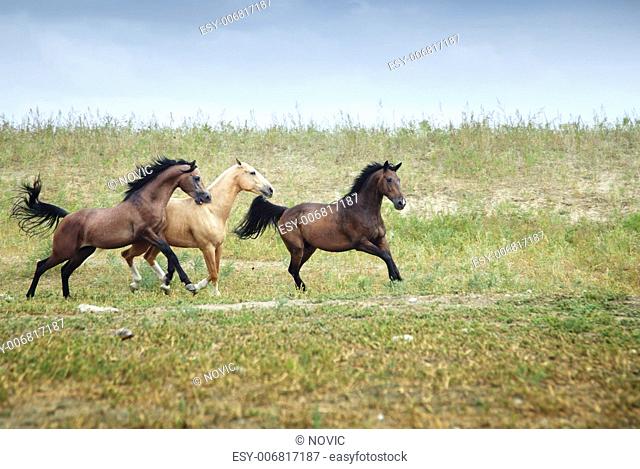 Three free horses running together in the steppe. Kazakhstan, Middle Asia. Natural light and colors