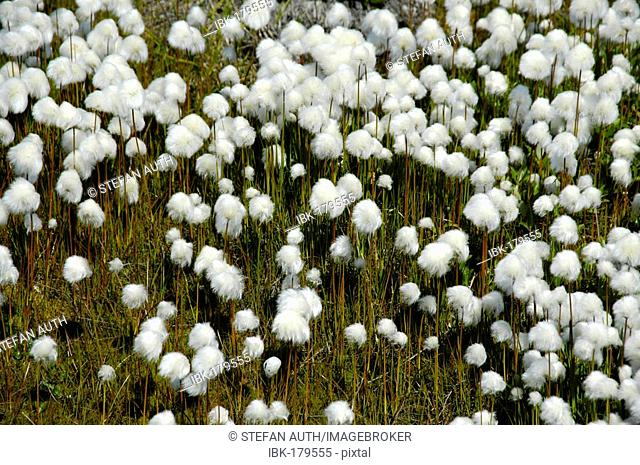 Arctic Cotton-grass Eriophorum scheuchzeri Eastgreenland