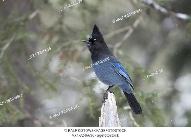 Steller's jay / Diademhaeher ( Cyanocitta stelleri ) in winter, perched exposed on top of a dead trunk, erected crest, watching attentive, Yellowstone area, USA