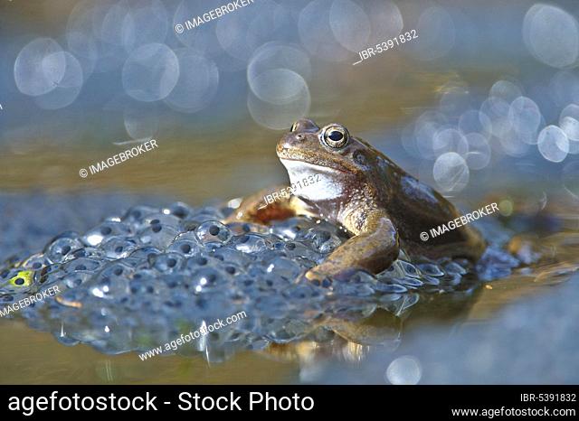 Common European Frog (Rana temporaria)