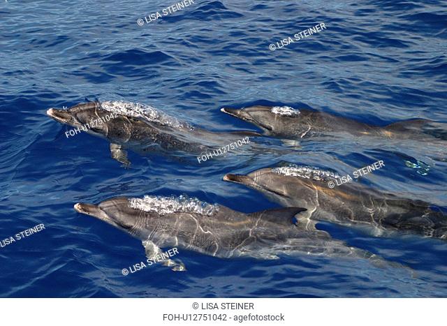 Atlantic spotted dolphins surfacing Stenella frontalis Azores, Atlantic Ocean
