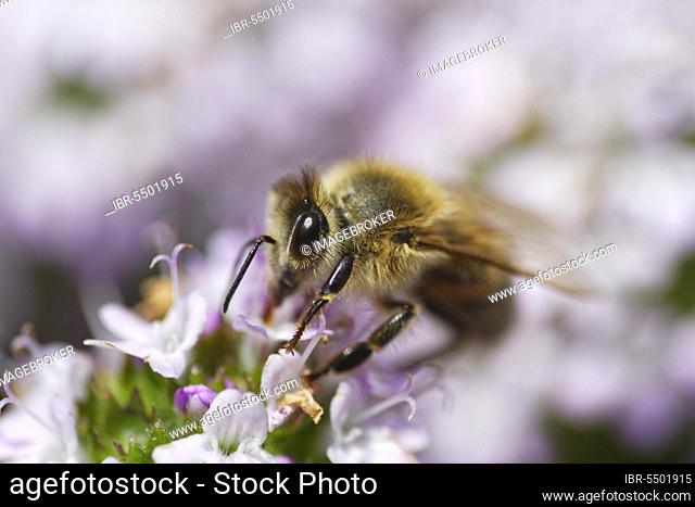 Honey bee (Apis mellifica) collecting nectar on broad leaved thyme (Thymus pulegioides)