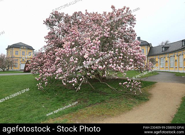 09 April 2023, Thuringia, Gera: A magnolia tree blooms in the kitchen garden. Magnolias (Magnolia) are a genus of plants in the magnolia family (Magnoliaceae)