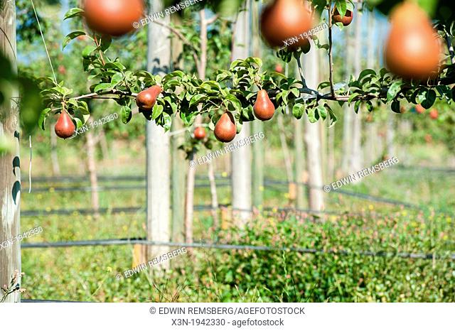Fruit tree on a pear orchard in Rancagua, Chile