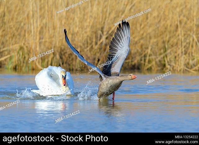 Mute swan drives greylag goose from its territory, March, Hesse, Germany