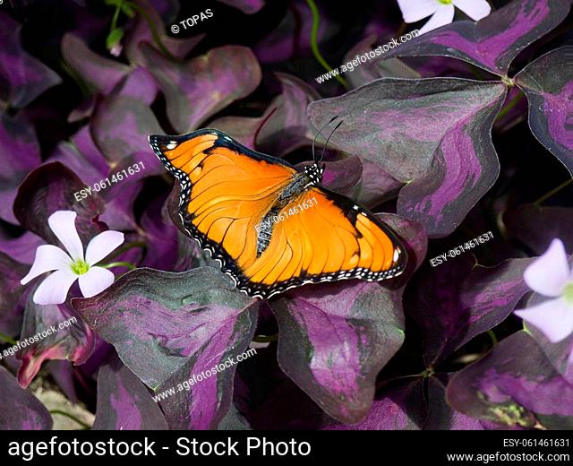 Germany, Hamm, Maximilianpark - Velvet butterfly