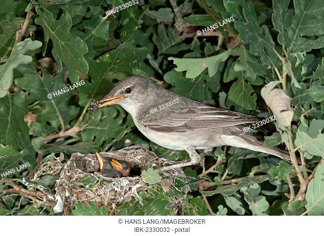 Eastern Olivaceous Warbler (Hippolais pallida), with food for young in the nest, Lake Kerkini region, Greece, Europe