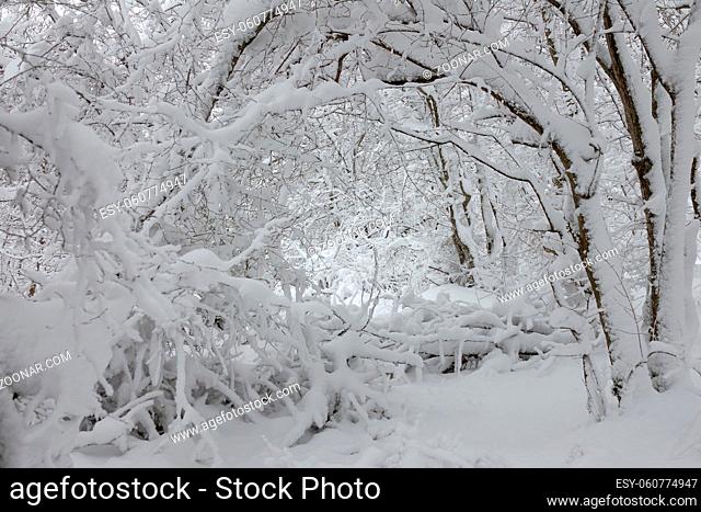 Beautiful landscape with snow covered branches in winter forest