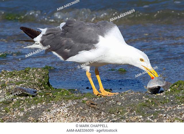 Adult Yellow-Footed Gull (Larus Livens), Salton Sea, Imperial County, California, Usa